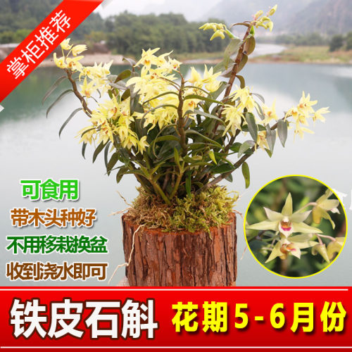木桩种植铁皮石斛苗可食用新鲜枫斗苗木桩盆栽带木头发货室内室外