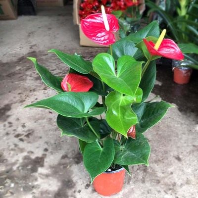 凤梨红掌价格 多少钱