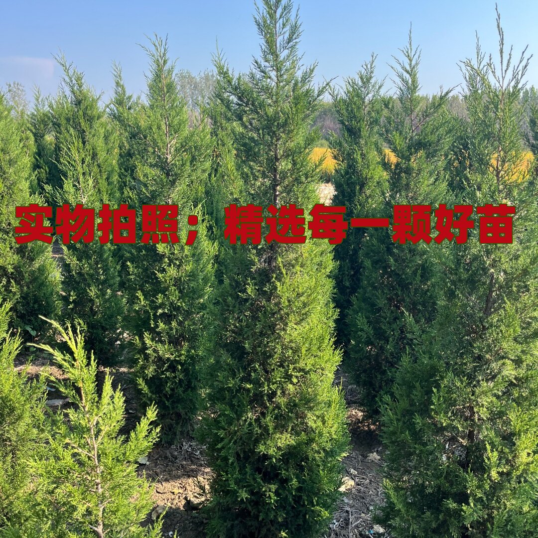 桧柏树树苗塔柏侧龙柏庭院行道风景大树园林工程绿化乔木四季常青