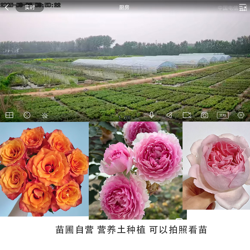 新品切花灌木月季营养土原盆原土发货粉天方绝色果汁吸血鬼之吻