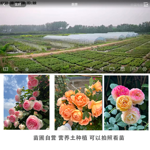 苗圃直销爬藤月季营养土粉龙红龙罗衣藤冰山夏洛特夫人花卉苗木