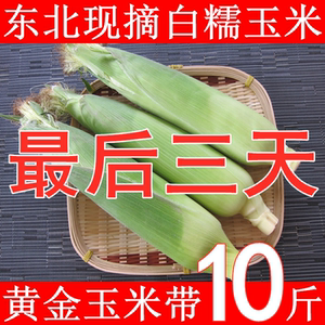 东北新鲜现摘白糯玉米大棒10斤