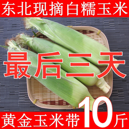 【开播福利】东北糯玉米 不泡药水 带叶现摘 软糯拉丝