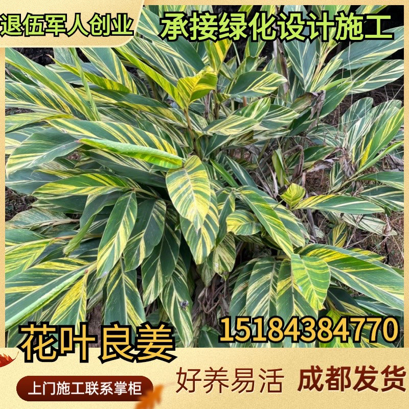 花叶良姜盆栽喜阳观花观叶植物公园庭院景观四季好养阳台绿植花卉