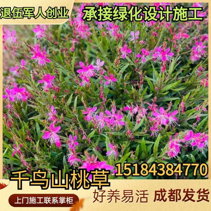 千鸟花盆栽 山桃草 花叶紫叶耐寒耐晒庭院阳台多年生花境植物花镜
