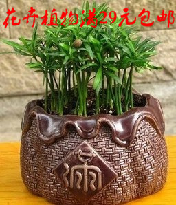 小苗可盆栽水培好养罗汉松
