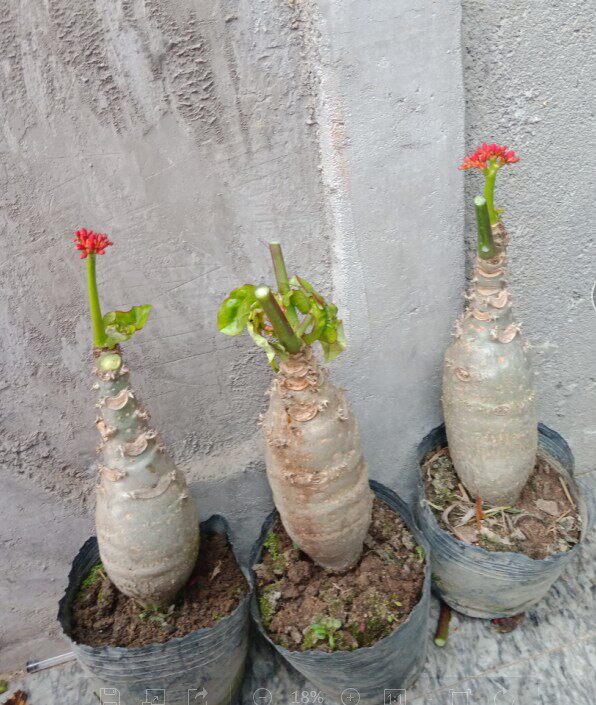 佛肚海棠盆栽植物大肚海棠花苗庭院阳台绿植美观盆景包邮