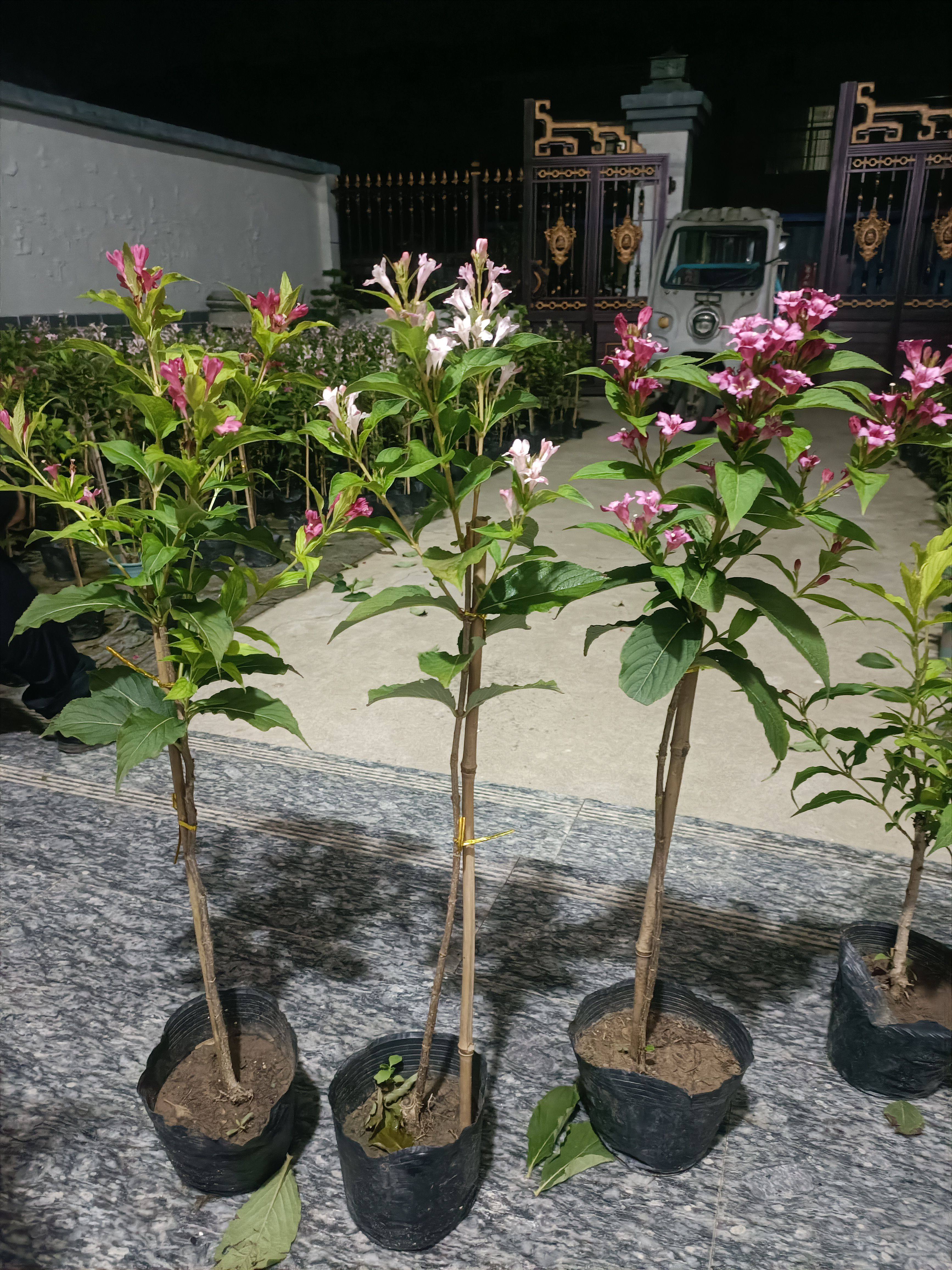 红王子锦带，粉公主锦带，胭脂红独杆棒棒糖型