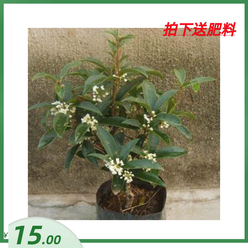 盆栽花卉植物 桂花苗 芳香绿植 日香桂 桂花树 四季桂 小编推荐 Wepost 全民代运 马来西亚中国淘宝代运与集运专家