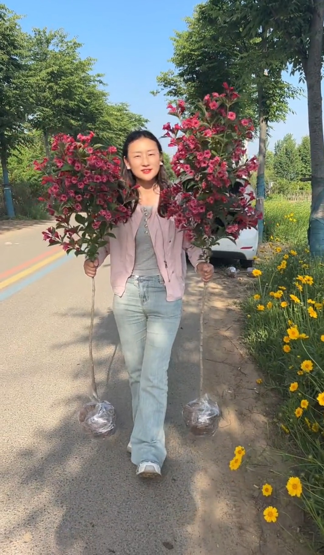 胭脂红高杆树形锦带花，红王子锦带树苗，耐寒耐热花期长庭院栽种