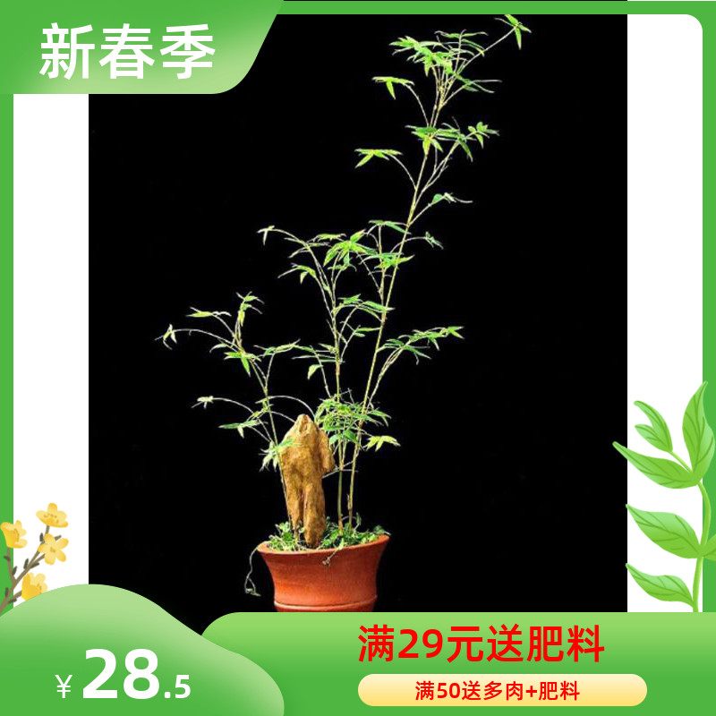 盆景竹子 米竹 盆栽 凤尾竹又叫观音竹 竹干矮小 观赏竹子
