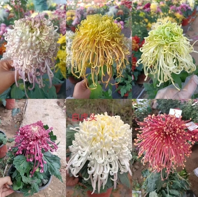 大花九月菊丝菊盆栽国庆菊国华大菊花，开龙茜宫貂蝉拜月瑞云殿