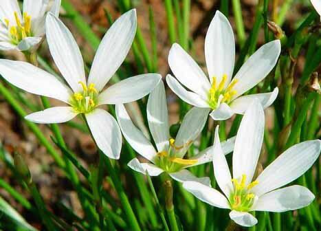 白花葱兰草苗（30个芽)/寓意初恋、纯洁的爱，可盆栽