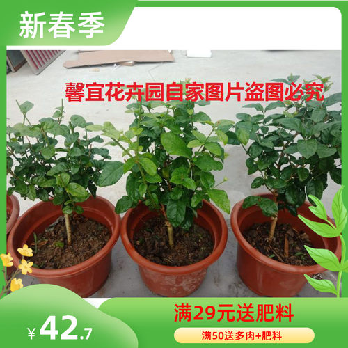 茉莉花树苗多少钱 茉莉花树苗价格 小麦优选