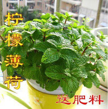 薄荷盆栽包邮新鲜可食用薄荷叶办公室内盆栽植物薄荷草 - 封面