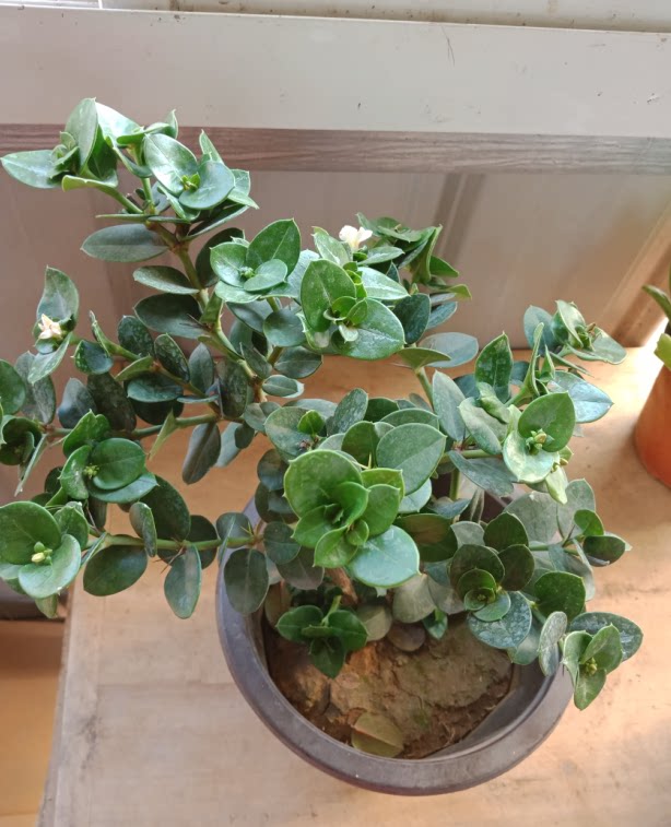 铁茉莉盆栽苗  品种对版 小苗 大苗 居家室内花卉盆栽绿植