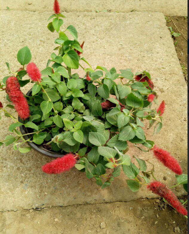 红樱吊兰 岁岁红盆栽 红穗铁苋菜 狗尾红 红色吊兰 垂吊花卉