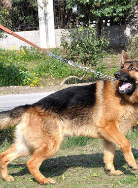 CHUKCHI大型犬训练套装宠物不锈钢P链牛皮牵引绳项圈狗牵绳狗链