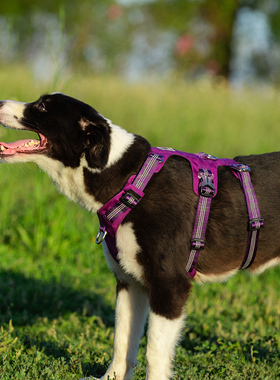 winhyepet宠物狗狗胸背小中大型犬反光条背心式胸背带YH1808