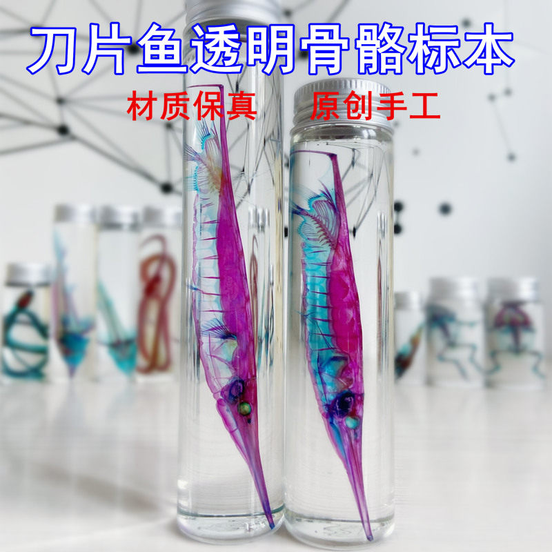 透明骨骼标本双染鱼类刀片鱼海洋纯手工制作收藏摆件礼物教学流行