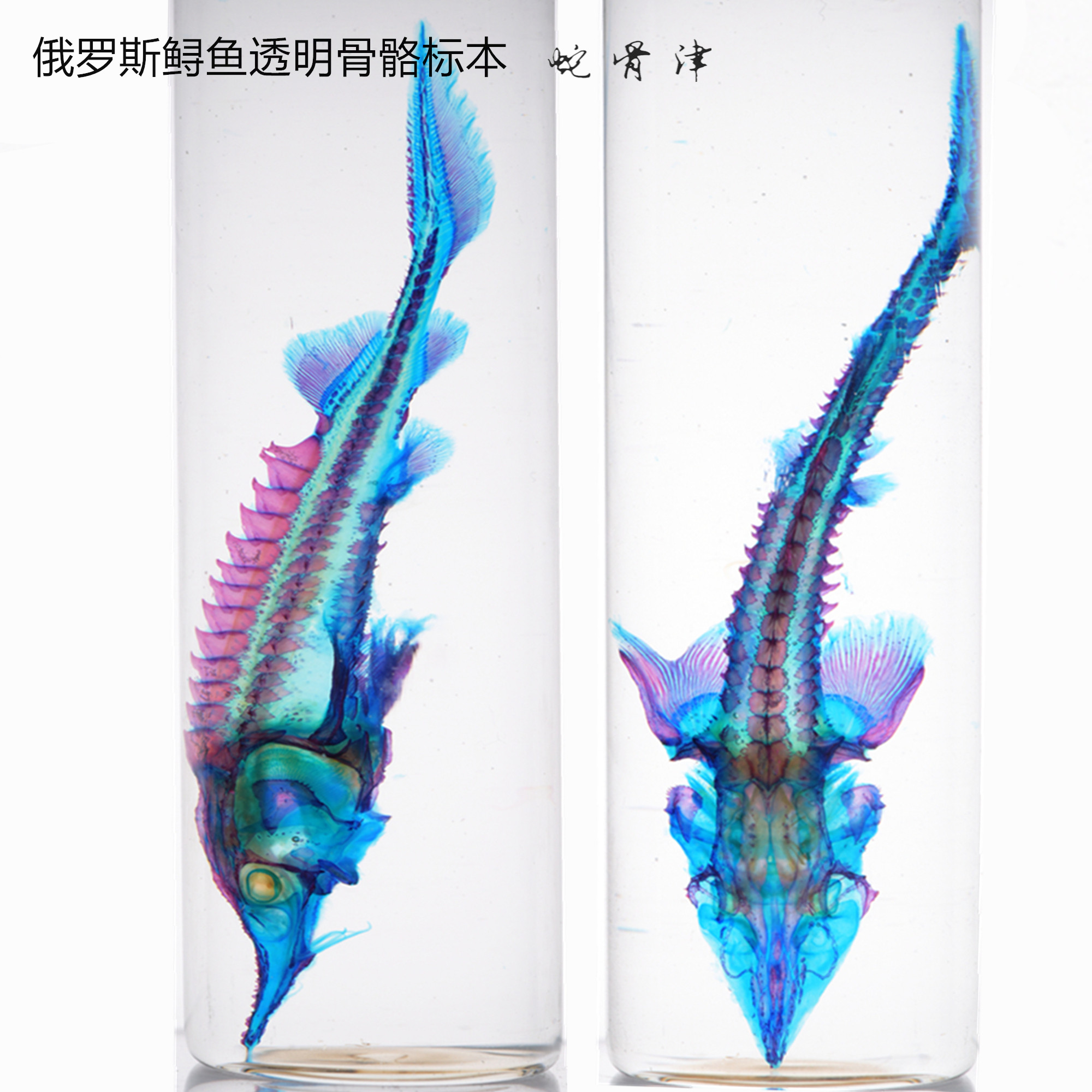 新款透明骨骼染色标本鱼类俄罗斯鲟纯手工摆件模型装饰工艺礼物