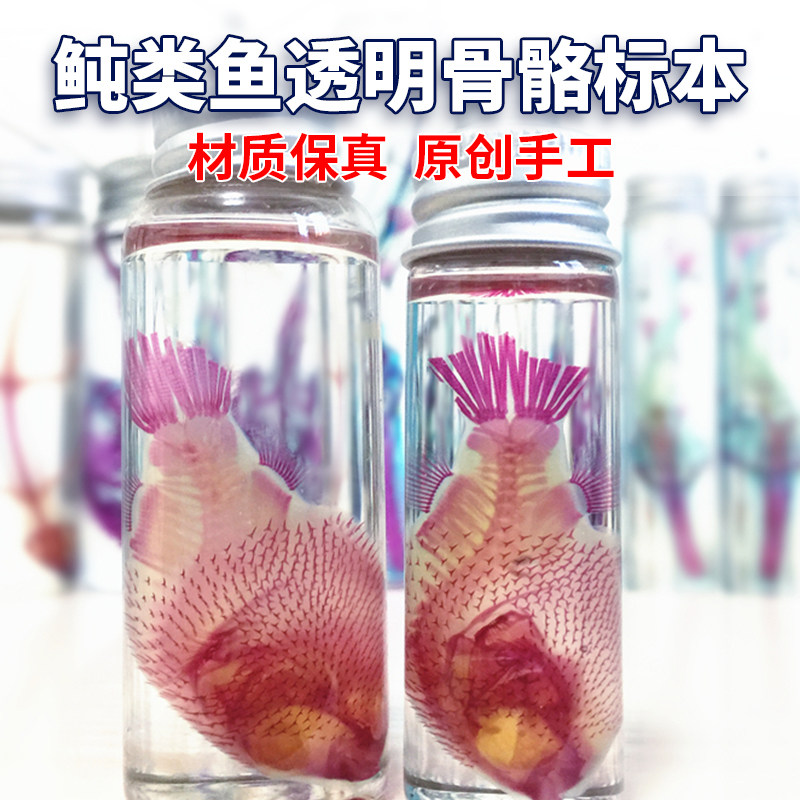 鲀类鱼骨骼标本透明新款双染潜水艇暗绿鲀河豚装饰礼物摆件工艺品