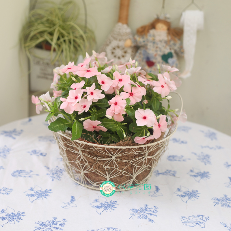 白色铁线编织双儿收纳篮收纳筐杂货铁艺杂货ZAKKA美式乡村水果筐