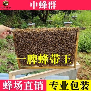中蜂蜂群 蜜蜂活 群带子脾整箱带王笼蜂出售包邮土蜂养蜂中蜂蜂群