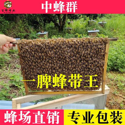 中蜂蜂群 蜜蜂活 群带子脾整箱带王笼蜂出售包邮土蜂养蜂中蜂蜂群