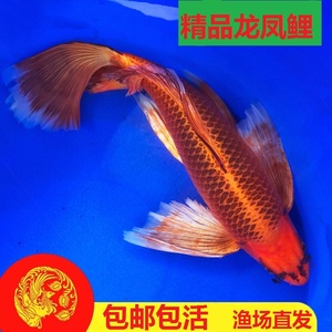 龙凤鲤金鱼活鱼锦鲤鱼冷水观赏鱼