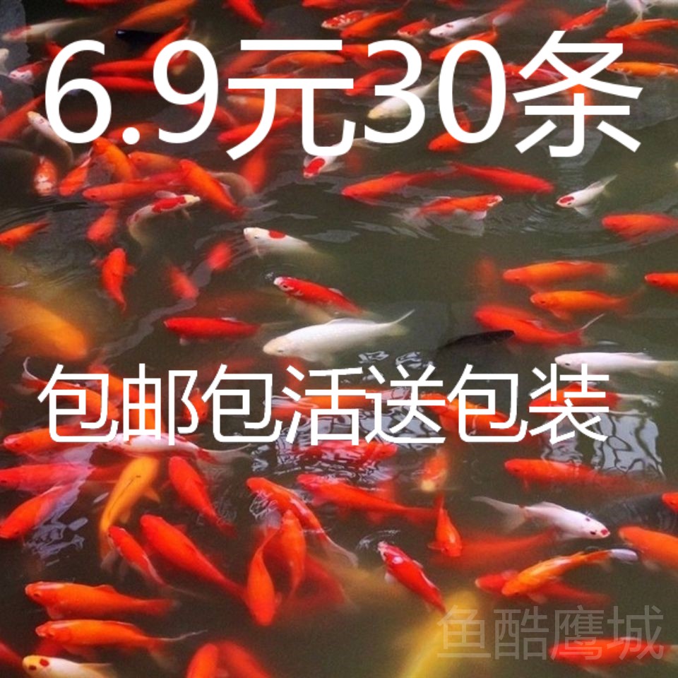 冷水观赏鱼热带鱼小金鱼锦鲤鱼苗