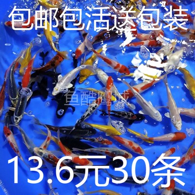 小锦鲤鱼花草金鱼活冷水观赏鱼苗