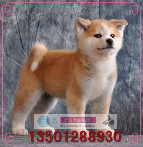 秋田犬 纯种秋田幼犬 出售日本忠犬八公活体宠物狗家养上门挑选K9