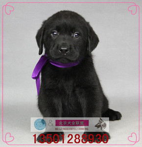 拉布拉多犬纯种幼犬出售活体导盲犬神犬小七宠物狗黑白黄上门送货