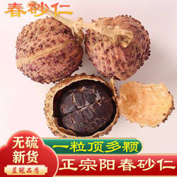 【出口级】正宗阳春春砂仁沙仁阳春特产野生广东砂仁中药养胃500g