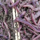 黄辣丁 活体大蚯蚓活饵特大青蚯蚓野钓 大号紫蚯蚓 特大号广地龙