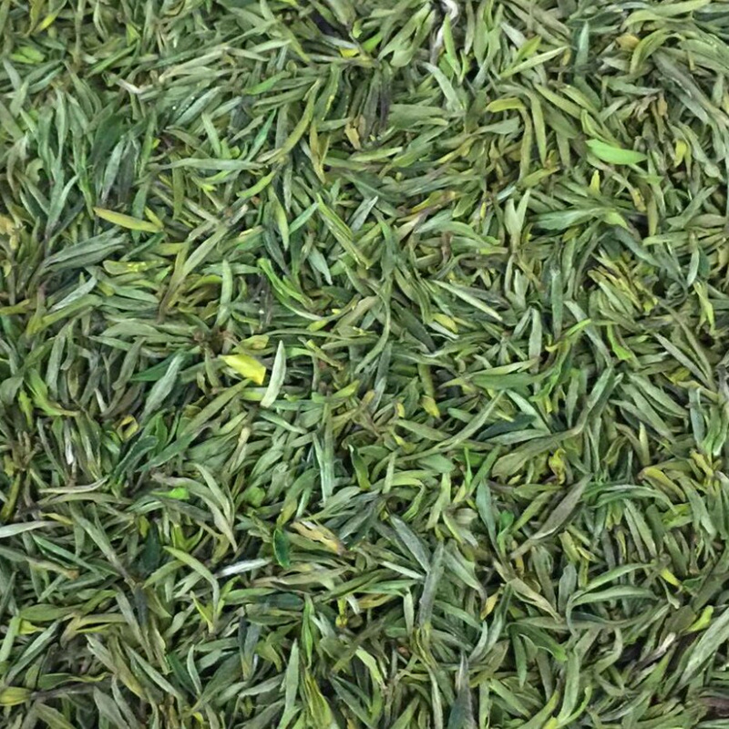 2025年新茶上市安徽六安金寨荒茶绿茶叶十大名茶霍山黄芽一级春茶