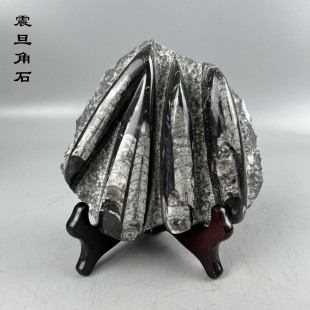 天然奇石原石头震旦角石直角石竹笋石科普教学石头标本家居观赏石