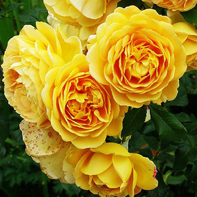 阳台大苗阳台庭院爬藤四季蔷薇