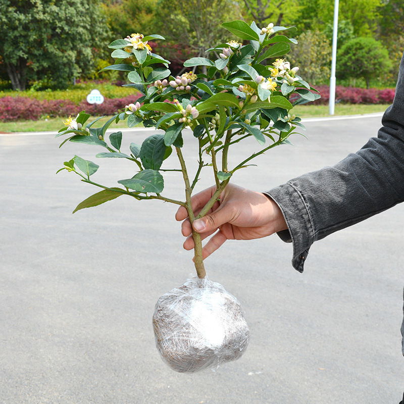 香水柠檬树苗盆栽带果室内室外手指无籽四季柠檬苗食用地栽柠檬树