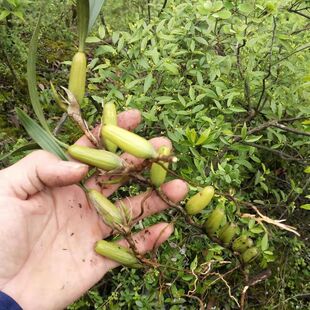 石橄榄石仙桃药食石仙桃石枣子 炖汤煲汤苗草 跑江湖摆地摊展销会