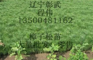樟子松二年苗裸根树苗图片