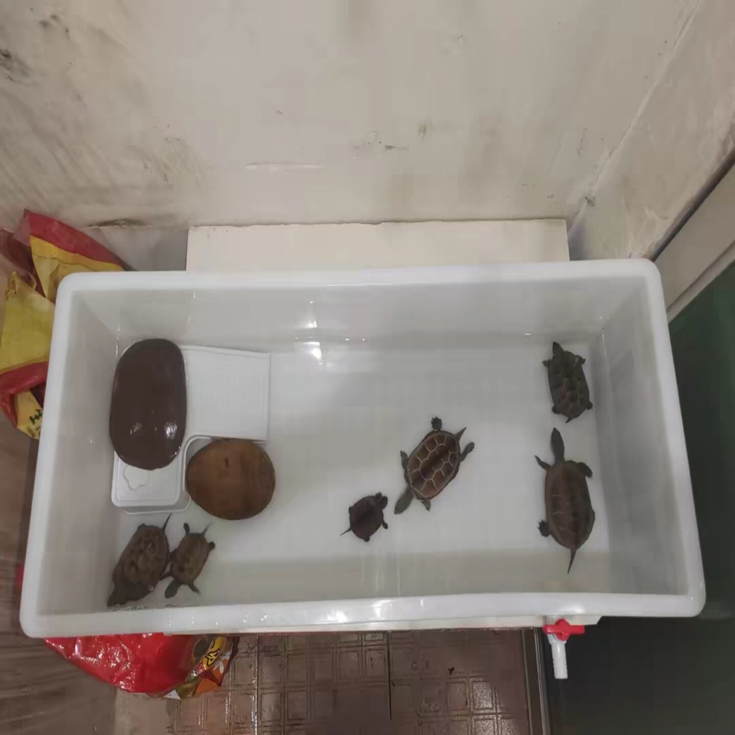 加厚乌龟缸塑料乌龟箱鱼缸水族