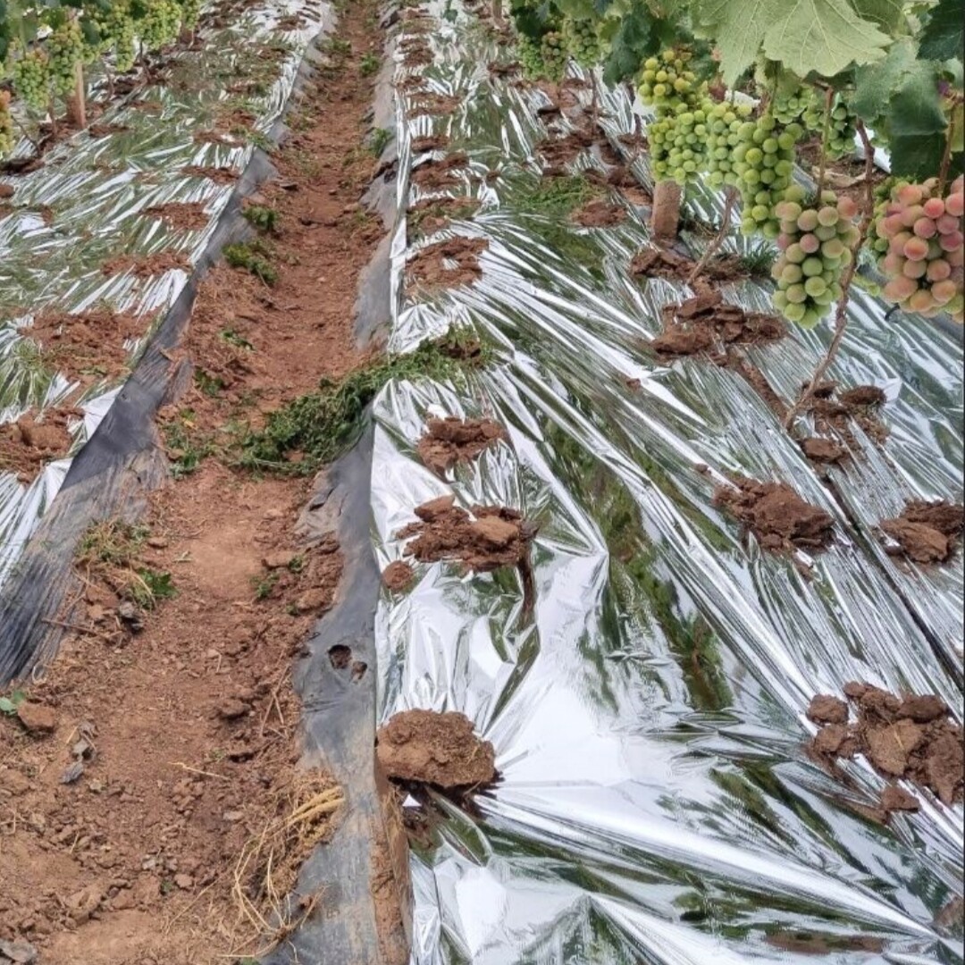 果树反光膜大棚农用新款膜反光膜农用加厚打孔膜闪光花卉苹果保温