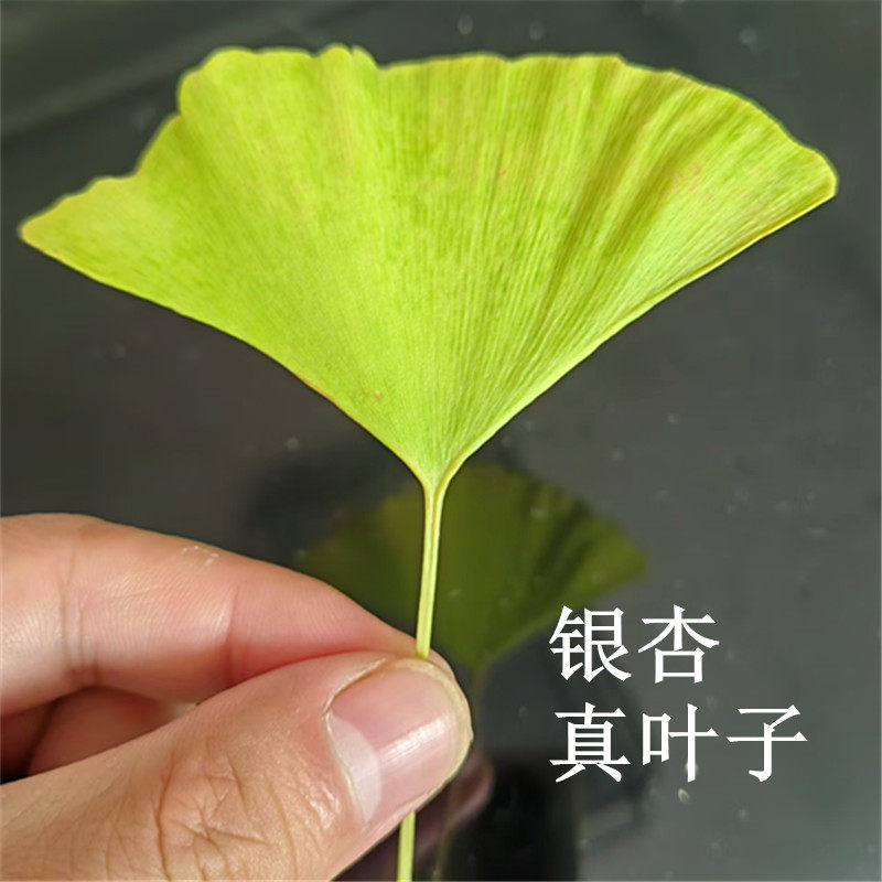 自然真树叶自然落叶银杏叶干花枯叶子金色标本书签DIY手工粘贴画