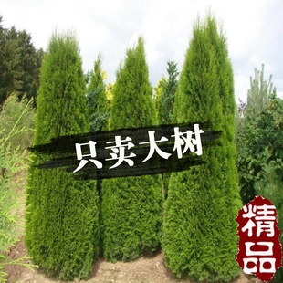 柏树苗塔柏桧柏四季常青松柏树大树苗侧柏蜀桧苗宝塔松龙柏耐寒