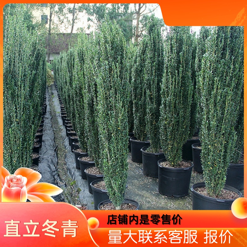 直立篱笆苗高档绿植四季长青