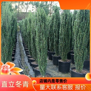 正宗直立冬青朝天笔花境植物四季长青日本小叶冬青树苗庭院绿篱笆