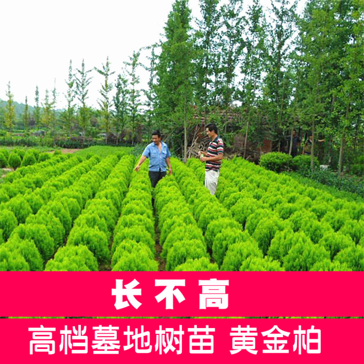 洒金柏树苗千头柏子孙柏球型植物塔松塔柏龙柏侧柏桧柏松柏四季青