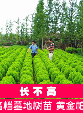 洒金柏树苗千头柏子孙柏球型植物塔松塔柏龙柏侧柏桧柏松柏四季青